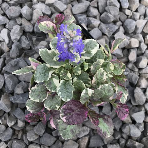 Ajuga reptans 'Burgundy Glow' - Bugleweed (3.5" Pot) | Little Prince To Go