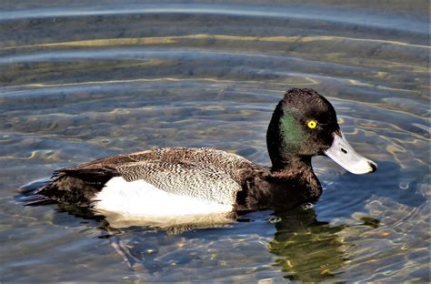 Lesser Scaup Male Bolsa Chica Dave Telford Flickr