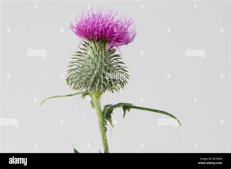 Thistle Scotland Emblem Hi Res Stock Photography And Images Alamy