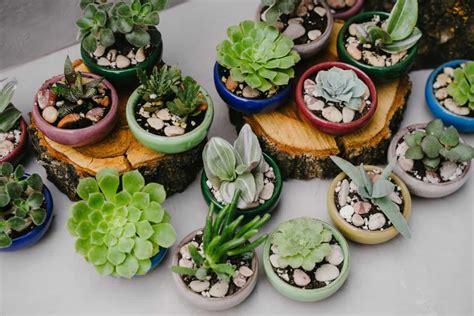 21 Best Low-Light Indoor Succulents That Don't Need Sunlight