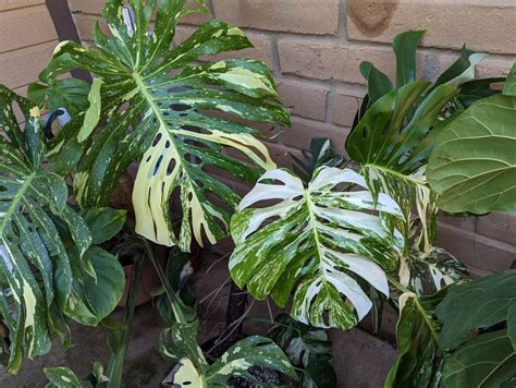 The Exquisite Thai Constellation Monstera Complete Care Guide