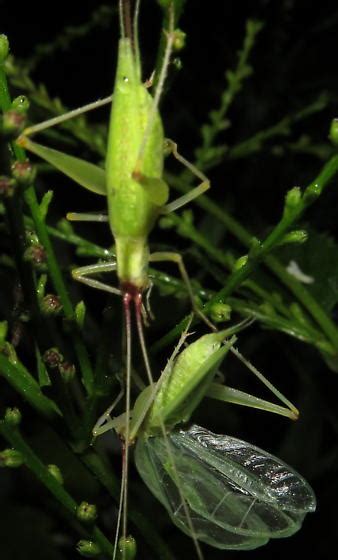 Pair Of Tree Crickets Oecanthus Latipennis Bugguide