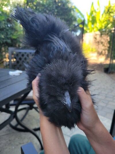 Attachments In Thread 16 Week Old Silkie Gender Backyard Chickens Learn How To Raise Chickens