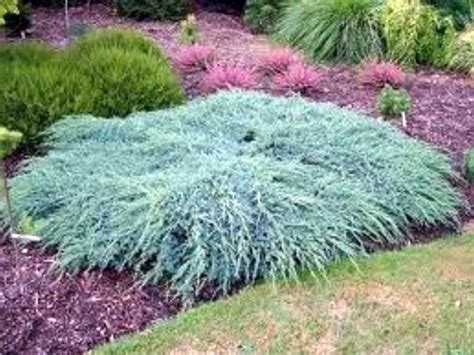 Juniperus Squamata Blue Carpet