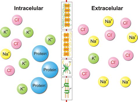 Pieces Of The Educational Game Representing Ions And Channels Used In