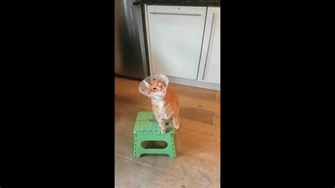 Alvi Cat Enucleation First Images After His Eye Surgery Shorts