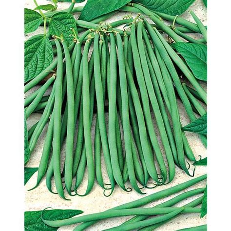 Haricot Nain Filet Mangetout Cupidon Graines Baumaux