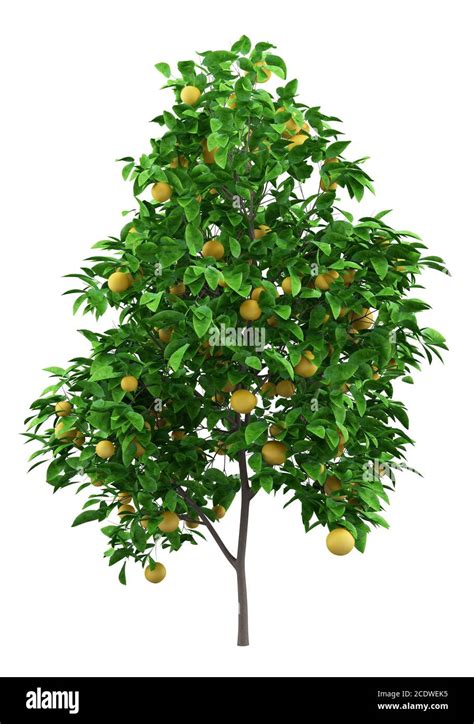 Grapefruit Tree With Grapefruits Isolated On White Background Stock