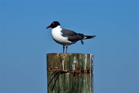 Laughing Gull Bird Wildlife - Free photo on Pixabay