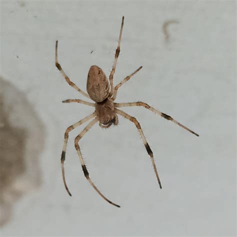 African Hermit Spider from Cidade Universitária da Universidade Federal