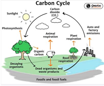 Biogeochemical Cycles Types Functions And Significance Pwonlyias