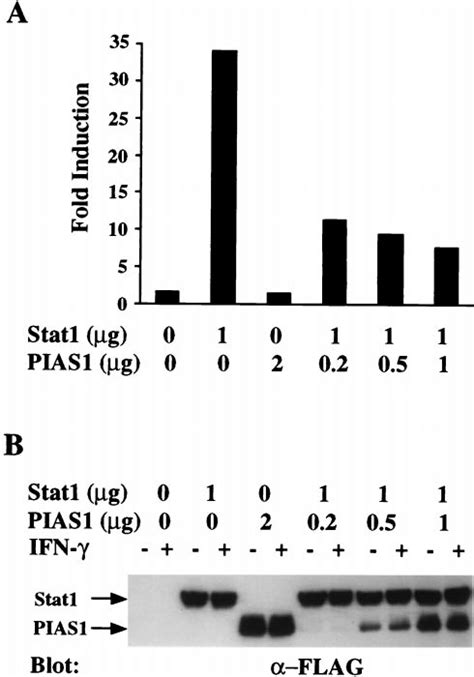 Pias Inhibits Stat Mediated Gene Activation A Luciferase Reporter