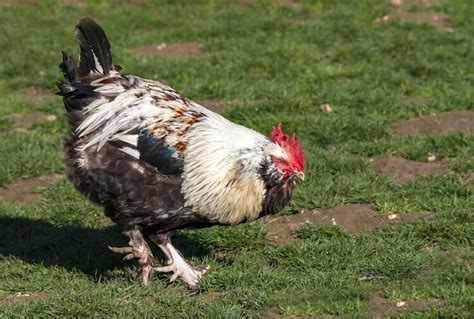 15 Best Rooster Breeds For Your Flock (With Pictures) | Chickens And More