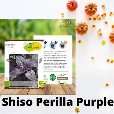 Jual Benih Bibit Shiso Perilla Purple Merah Haira Seed Shopee Indonesia