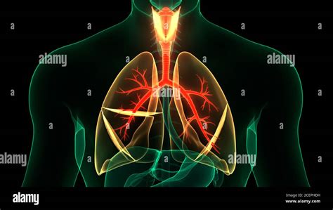 Sistema Respiratorio Humano Pulmones Anatom A Fotograf A De Stock Alamy