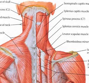 Muscle Of Neck Posterior - Human Anatomy