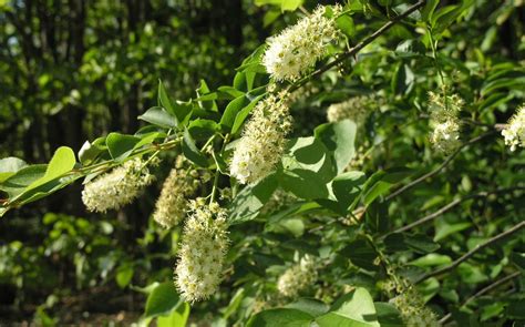 Black Cherry (tree) - Watching for WildflowersWatching for Wildflowers