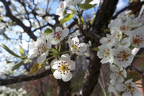 Fleurs Le Printemps Fleurir Photo Gratuite Sur Pixabay Pixabay