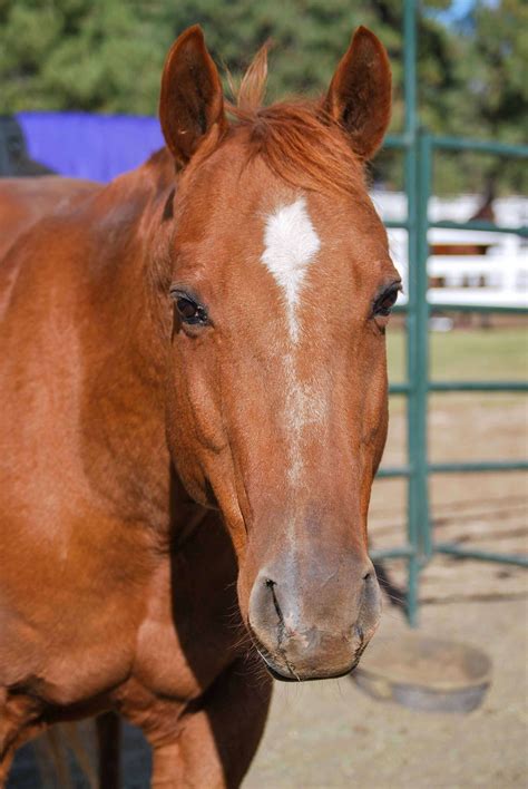 Our Horses Healing Reins Therapeutic Riding Center