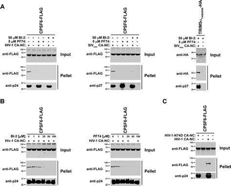 Bi 2 Prevents The Binding Of The Cellular Factor Cpsf6 To Hiv 1 Ca Nc