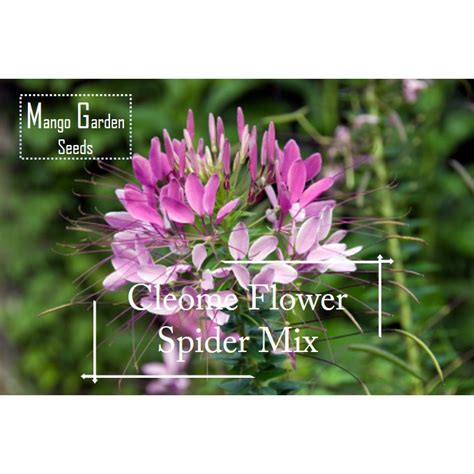 Easy Cleome Spider Mix Seeds 200 Seed Pot Friendly Tanam Pasu