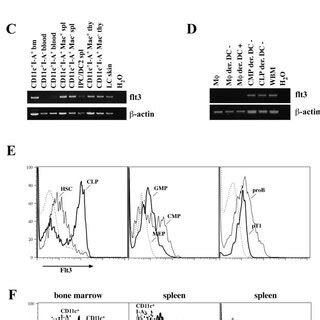 Flt Expression On Defined Hematopoietic Progenitor Cells Steady State