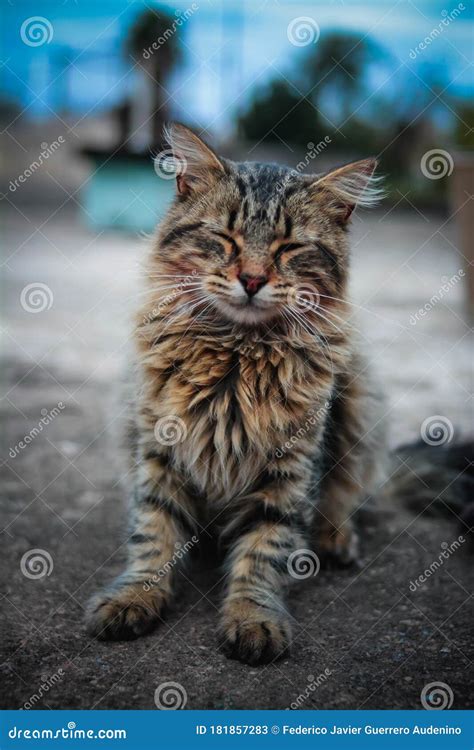 Happy Cat Light Brown Color Outdoors Stock Image Image Of Cute Brown 181857283