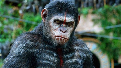 Ape Wallpapers Top Free Ape Backgrounds Wallpaperaccess