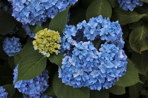 Flores Azules 10 Ejemplos Cuidados Características