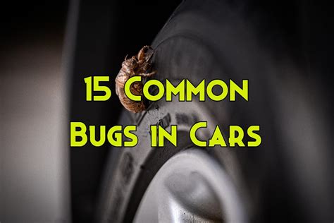 15 Bugs Can Live In Your Car And How To Get Rid Of Them