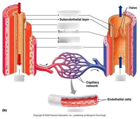 Structure Of Blood Vessels Diagram Quizlet