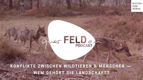 QuerFELDein Podcast 19 Konflikte Zwischen Wildtieren Menschen Wem