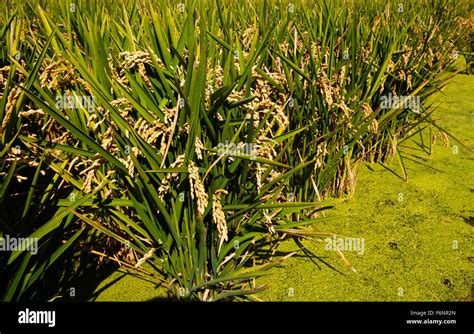 Rice Paddy Field Europe Hi Res Stock Photography And Images Alamy