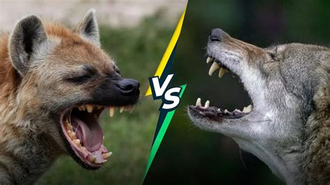 Hyena Vs Wolf Who Would Win In A Fight