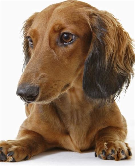 Dachshund Miniature Long Haired Dog Breed Information Noahs Dogs