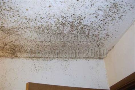 How To Get Rid Of Mold In A Bathroom Ceiling Bathroom Poster