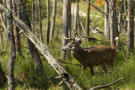 White Tailed Deer, in Natural Habitat Stock Image - Image of grass ...