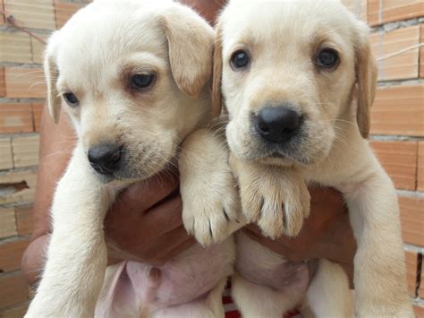 Filhotes De Cachorro Labrador Raca Pura Pedigree R Em Mercado