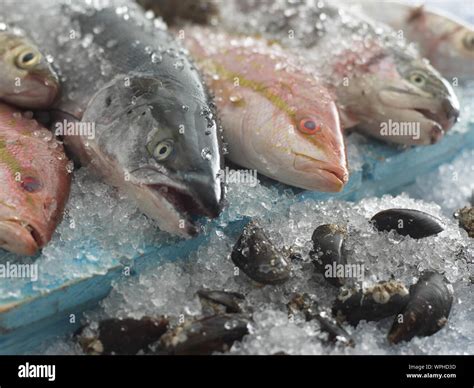 Fish types hi-res stock photography and images - Alamy