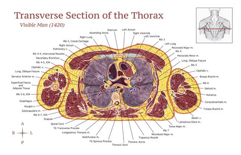 Transverse Section of the Thorax :: Behance