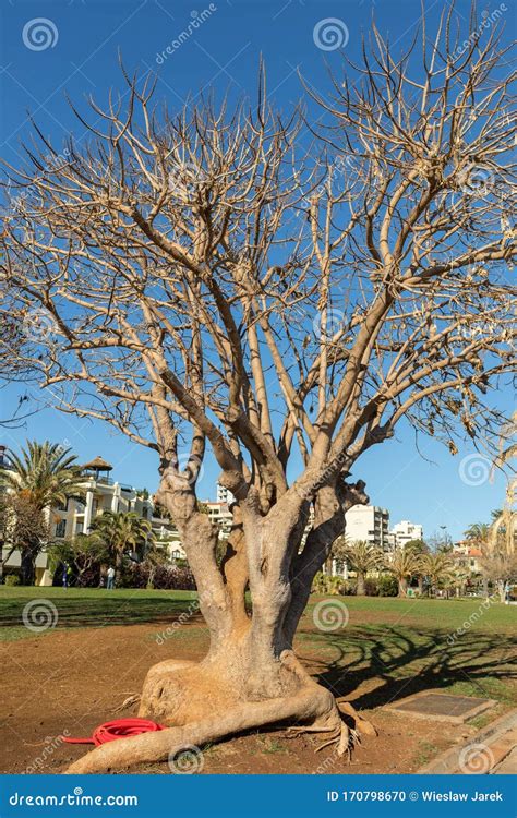 Southern Magnolia Magnolia Grandiflora Old Magnolia Tree In Funchal