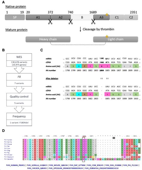 a Structure of novel and processed factor VIII protein. Signalling ...