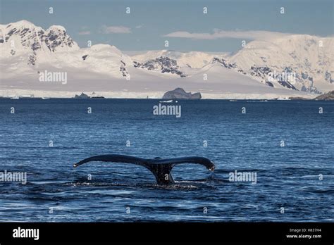 Humpback Whale Megaptera Novaeangliae Diving Near Coast Gerlache