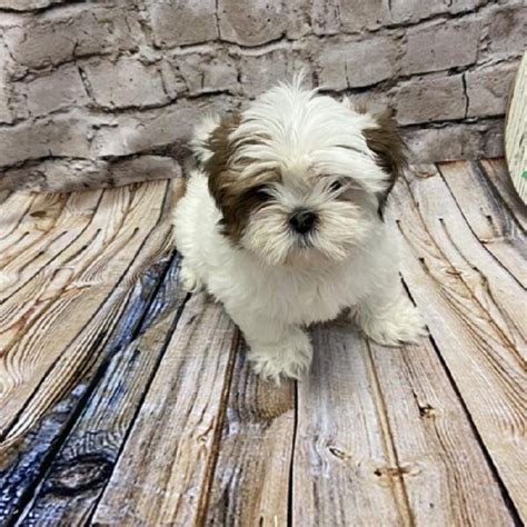 Lhasa Apso Puppy Red Gold Id5084 Located At Petland Robinson