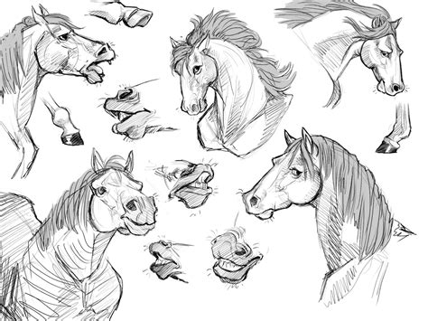 Horse Sketches By Firelotl On Deviantart