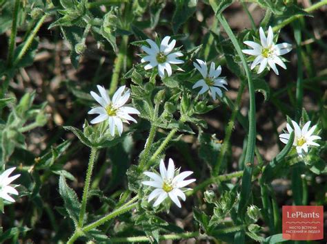 Звездчатка (Stellaria) — описание, выращивание, фото | на LePlants.ru