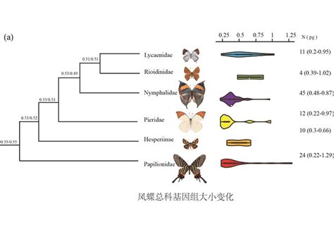 昆明动物所在蝴蝶基因组大小进化方面取得新进展 中国科学院昆明分院