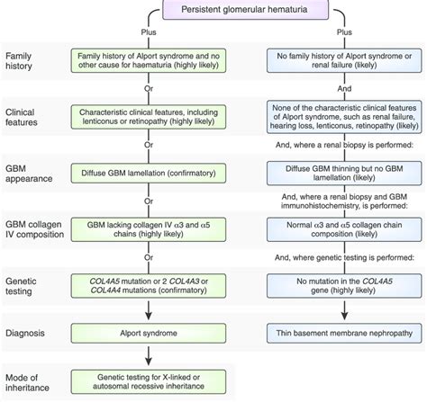 Alport Syndrome Basement Membrane