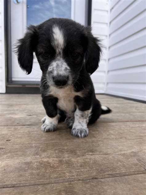 Corg And Shorg Sheltie Corgi Mix R Incorgnito