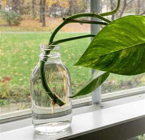 Pot up the cutting when the roots grow about 3-5″.